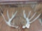 Main Frame 6x6 Whitetail Sheds