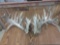 Huge 400 Class Whitetail Cut Off Antler