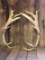 Trophy Elk Sheds 28.4lbs