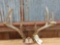 Main Frame 4x4 Whitetail Rack On Skull Plate