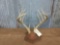 6 x 5 Whitetail rack on plaque