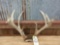 Main Frame 4x4 Whitetail Rack On Skull Plate