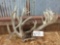 Freak Non Typical Whitetail Rack On Skull