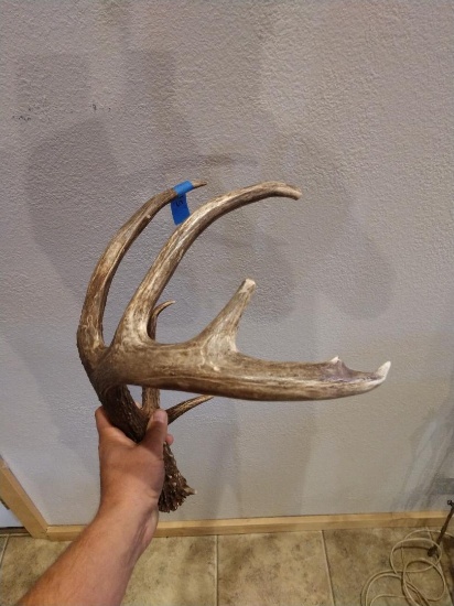75" Canadian Whitetail Shed