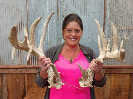 Big Non Typical Whitetail Sheds