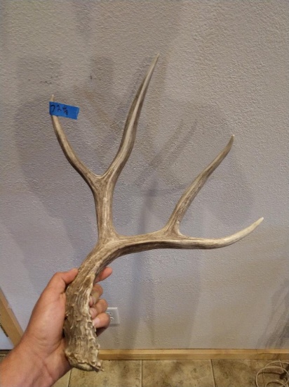 72" Canadian Mule Deer Shed