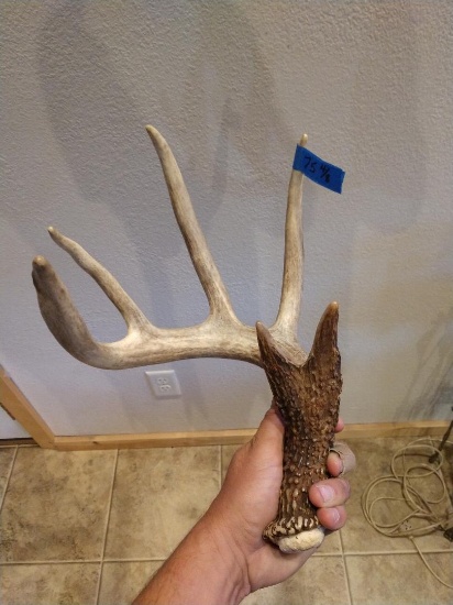 75" Canadian Whitetail Shed