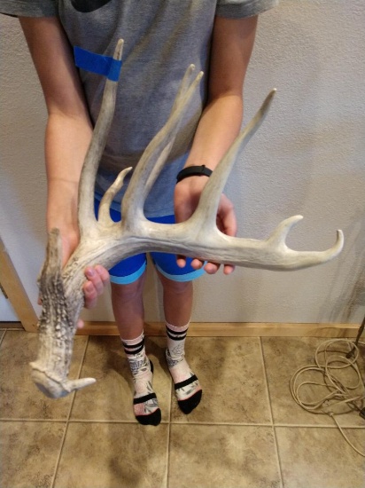 99 5/8" Saskatchewan Whitetail Shed