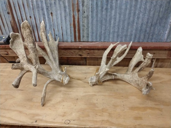 Huge Set of Whitetail Sheds