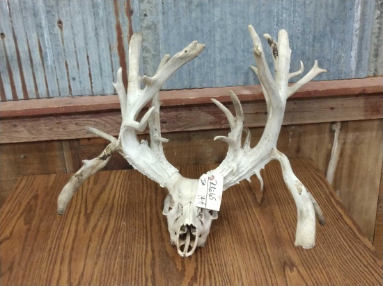 Big Non Typical Whitetail Rack On Skull