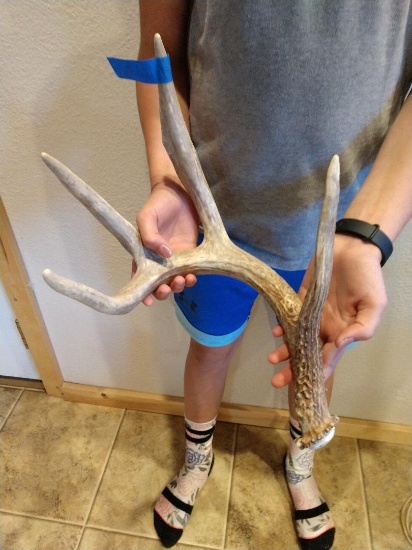 61" Canadian Whitetail shed