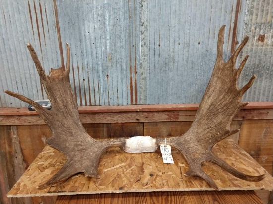 42" Moose Rack 21lbs