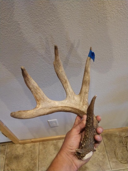 68" Canadian Whitetail Shed