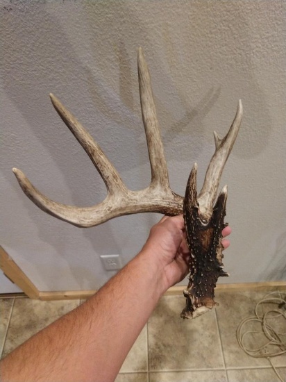 79" Canadian Whitetail Shed