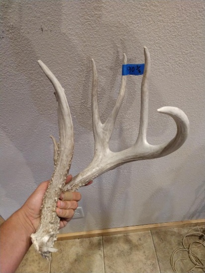90" Iowa shed with a 12" browtine found west of Des Moines
