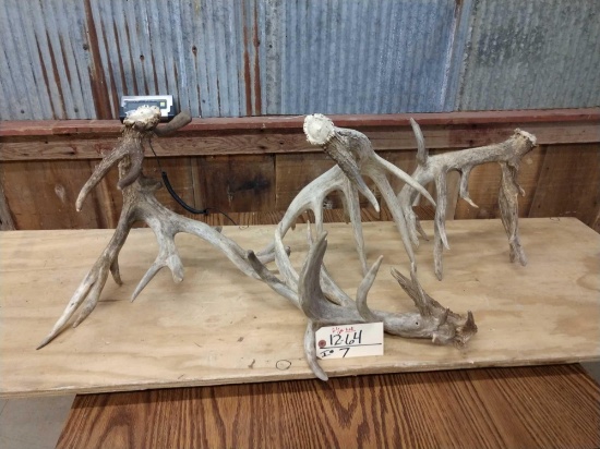 4 Big Gnarly Whitetail Sheds 22.6lbs Net