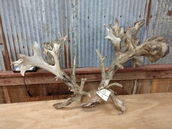 Huge High 300- Low 400 Class Whitetail Rack On Skull Plate