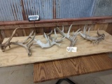 4 Big Gnarly Whitetail Sheds