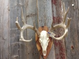 Main Frame 5 x 5 Whitetail rack on skull