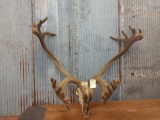 Double shovel Caribou antlers in velvet on skull