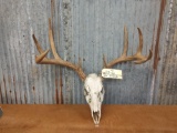 4x5 Whitetail Rack On Skull