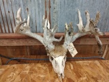 High 200 class Whitetail Rack On Skull