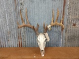 Wild main frame 5 x 5 Whitetail rack on Skull