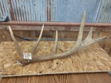 Single Elk Shed 7.4lbs