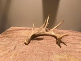 9 Point Whitetail Shed