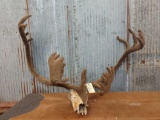 Caribou antlers in velvet on skull