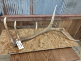 Single Elk Shed 8.4lbs