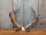 300 Class Red Stag Antlers On Skull Plate