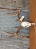 Wild 4x4 Whitetail Rack On Skull