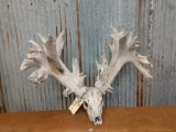 Upper 300 Class Whitetail Rack On Skull