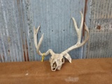 Freak mule deer rack on skull