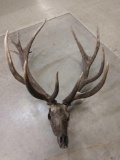 Non Typical Elk Rack On Skull