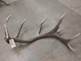 Big Single Elk Shed 15.4lbs