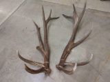 Nice Set Of Elk Sheds 22lbs