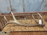 Single Elk Shed 9.8lbs