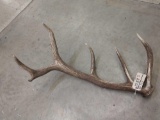 Single Elk Shed 9.6lbs