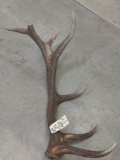 Single Elk Shed 9.4lbs