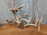 7 x 5 mainframe Whitetail rack on skull plate