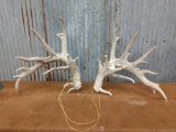 6 x 7 Whitetail sheds