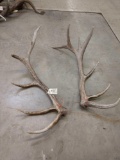 7x5 Elk Sheds Webbed Tines on left side19lbs