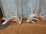 Mainframe 5 x 5 Whitetail sheds