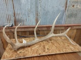 Single Elk Shed 10.4lbs Self Stander