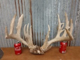 Main Frame 5x5 Whitetail Rack On Skull Plate