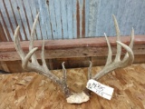 5x5 Canadian Whitetail Rack On Skull Plate