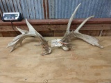 Set of Whitetail Sheds