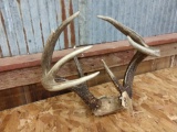 3x5 Canadian Whitetail Rack On Skull Plate